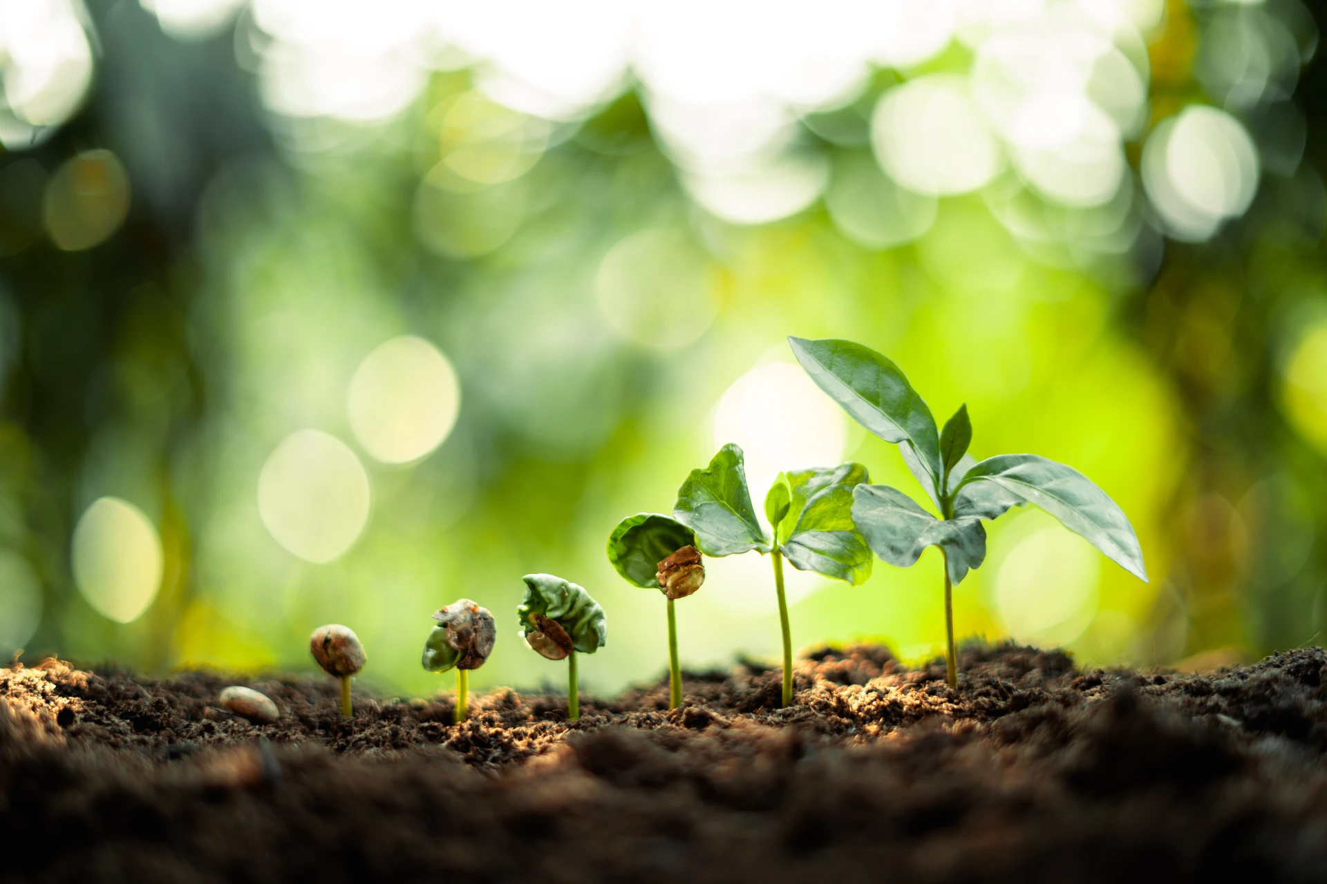 Development of microbial-based crop enhancers and biostimulants as an alternative to fertiliser and other chemical treatments Bay Zoltán Kutatóközpont